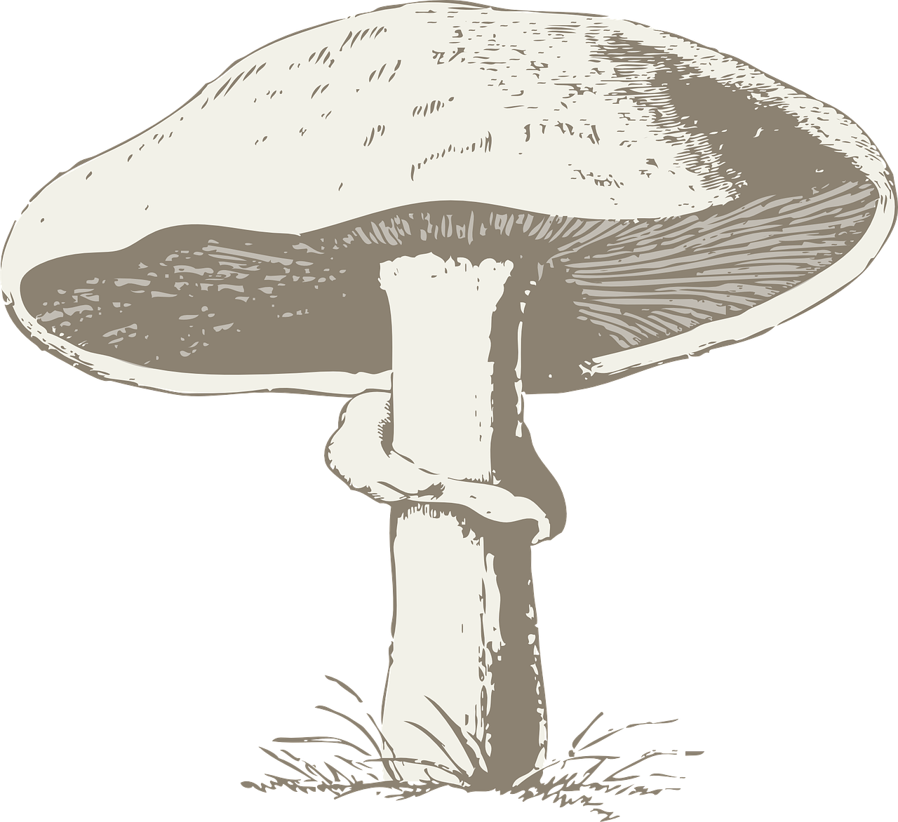 mushroom-32993_1280