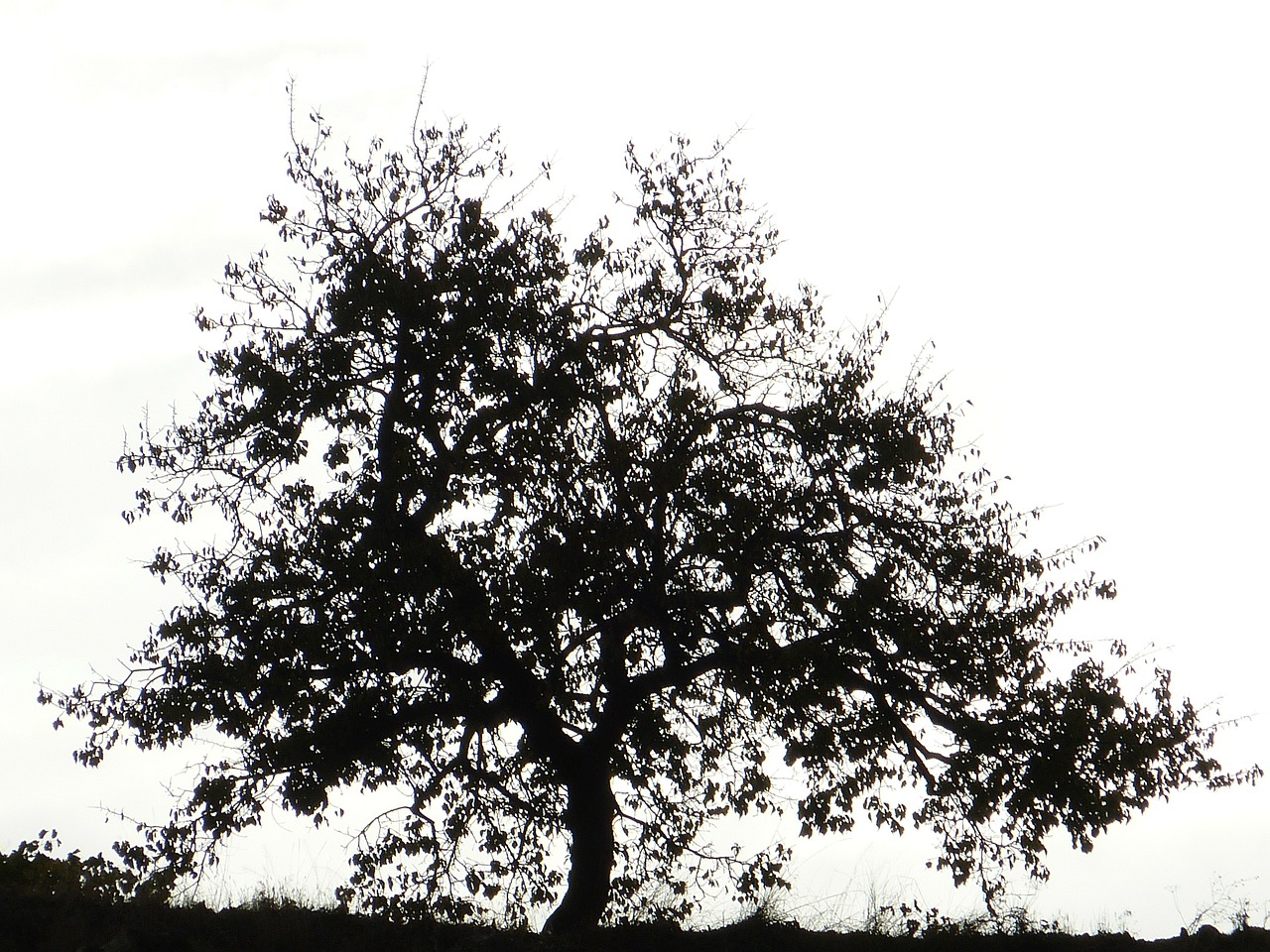 tree-65144_1280