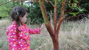 Polina pulling the bark of a Magnolia tree.  It's quite calming.