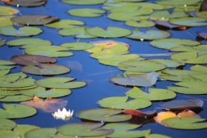 water-lily-221685_1280