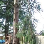 a large branch precariously hanging from a tree.