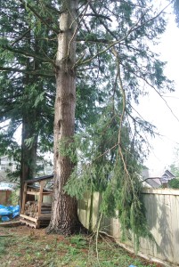 a large branch precariously hanging from a tree.