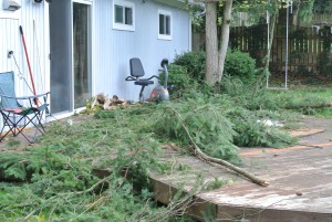 medium sized branches on our patio.