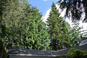 Beautiful mature trees behind our house.